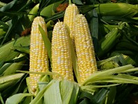 corn